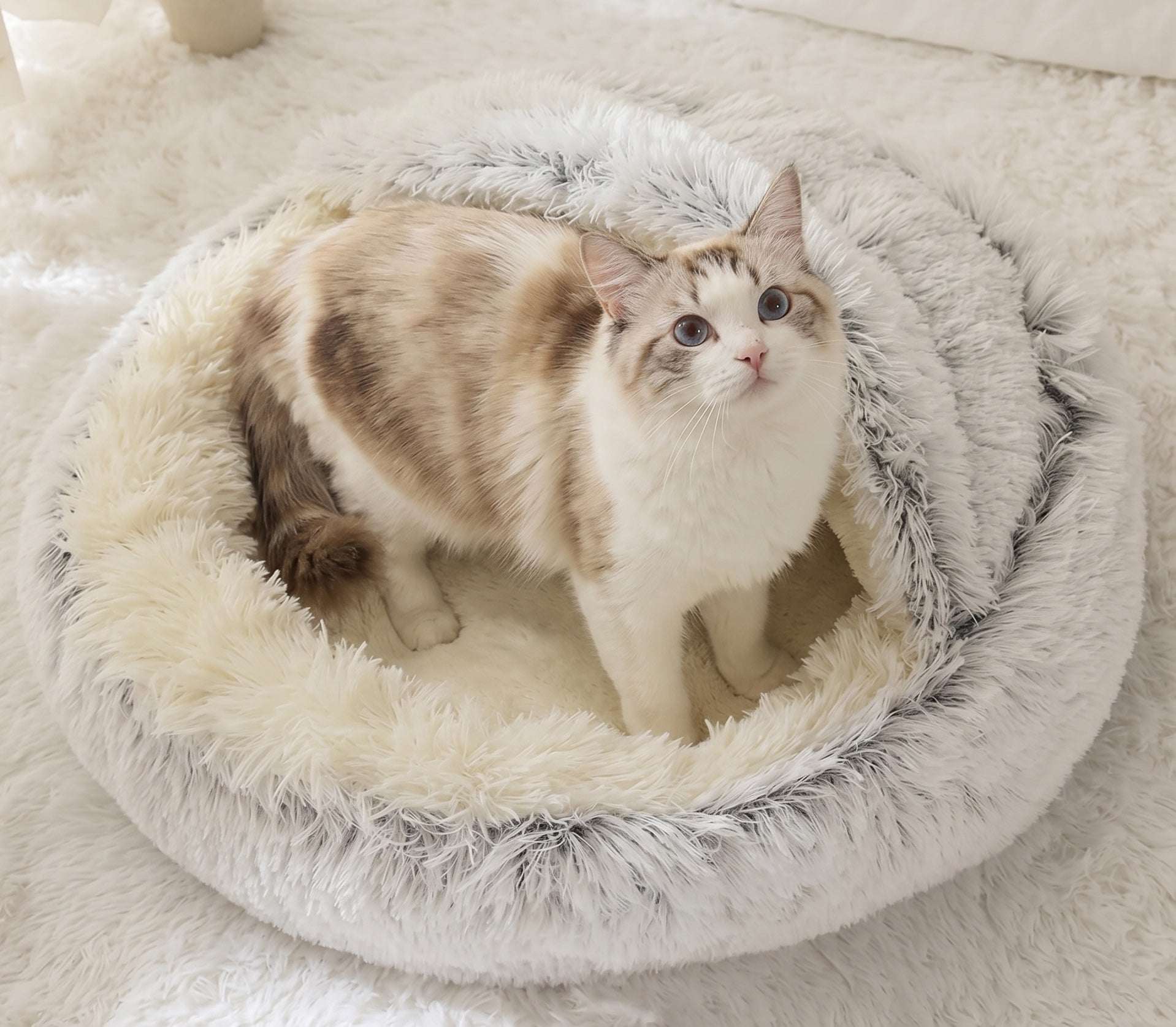 Cozy Shell