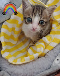 Rainbow Paws Rescue - Supporto per la cura degli animali