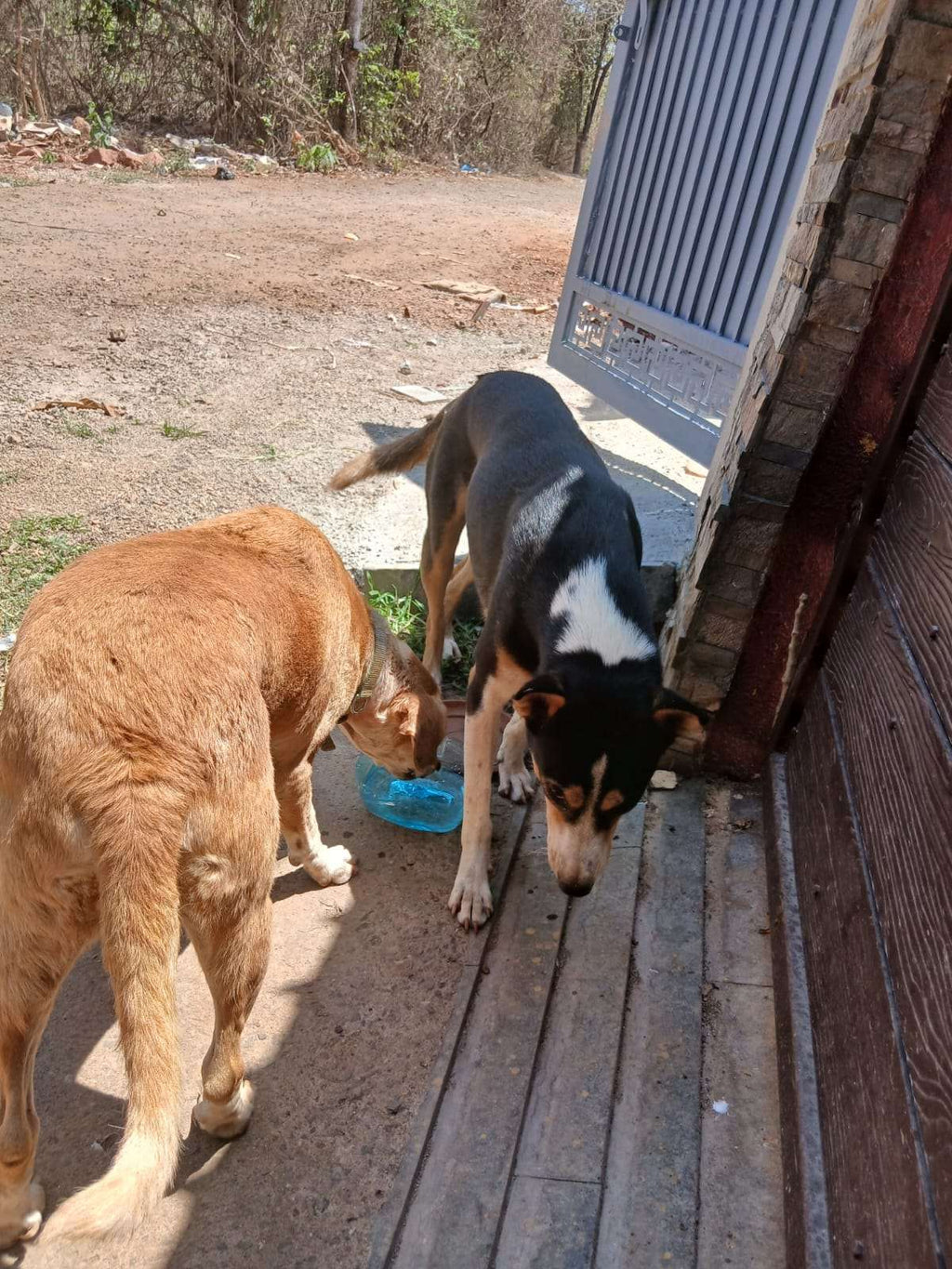 Rainbow Paws Rescue - Supporto per la cura degli animali