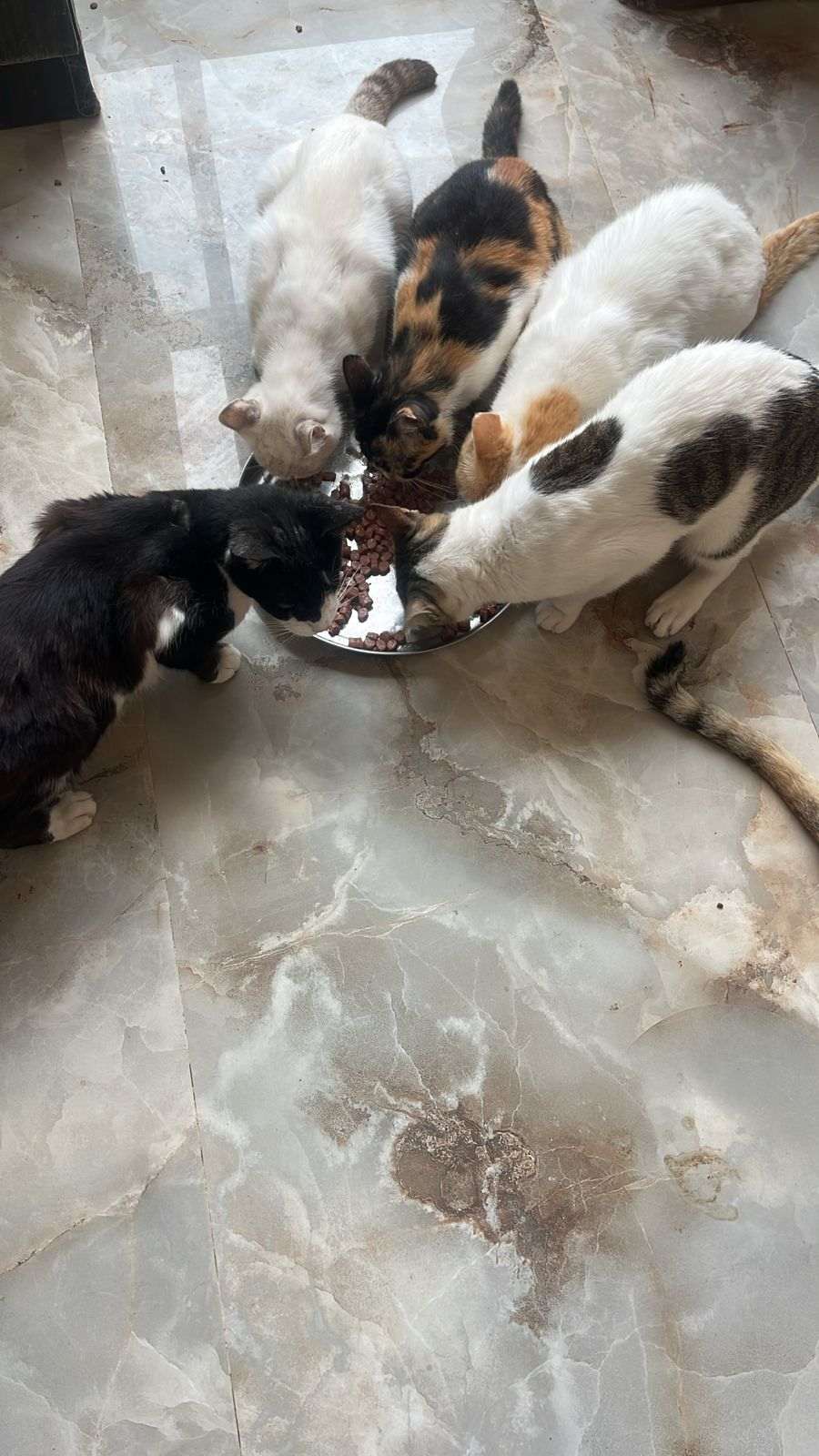 Rainbow Paws Rescue - Supporto per la cura degli animali