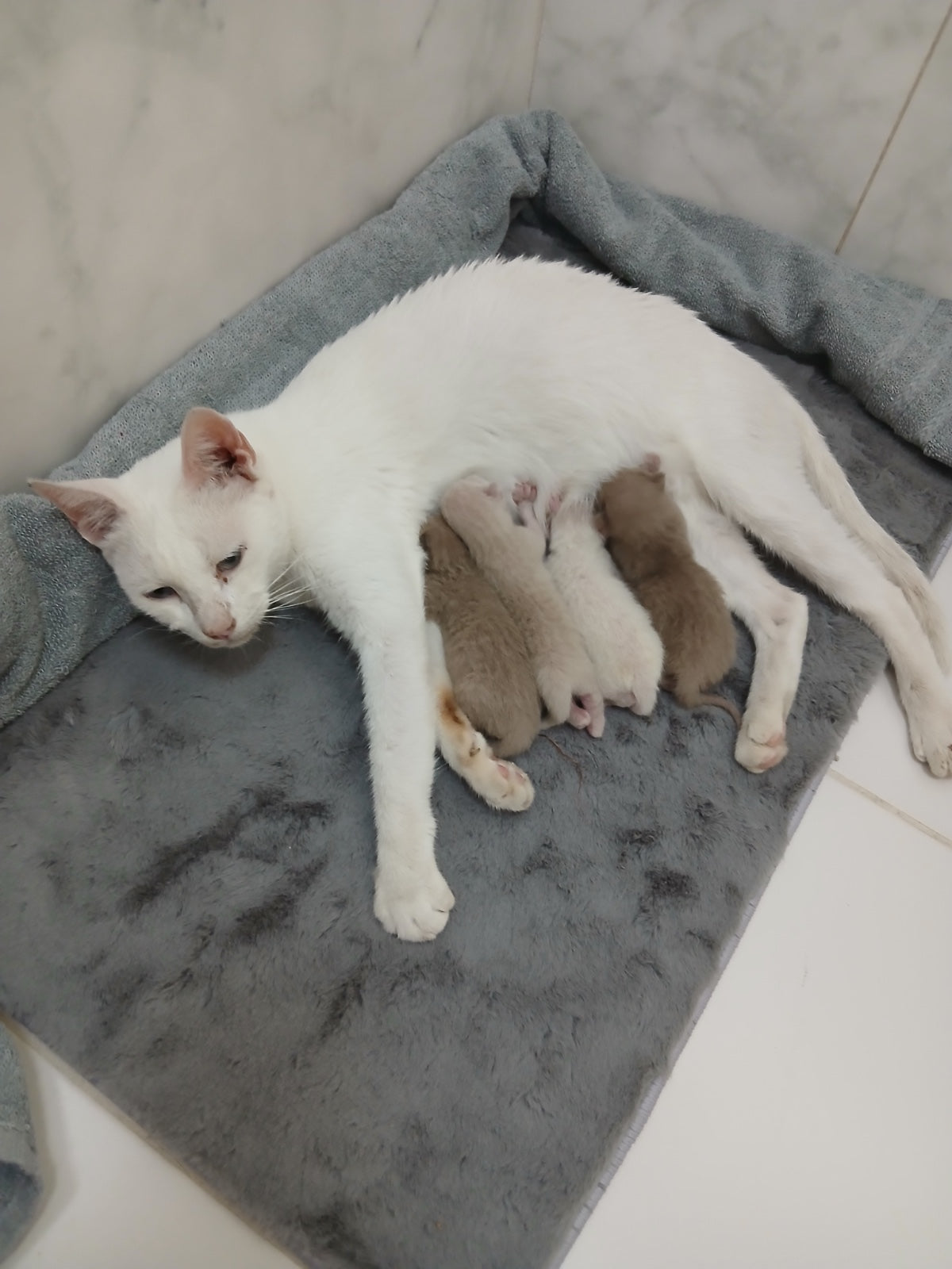 Rainbow Paws Rescue - Supporto per la cura degli animali
