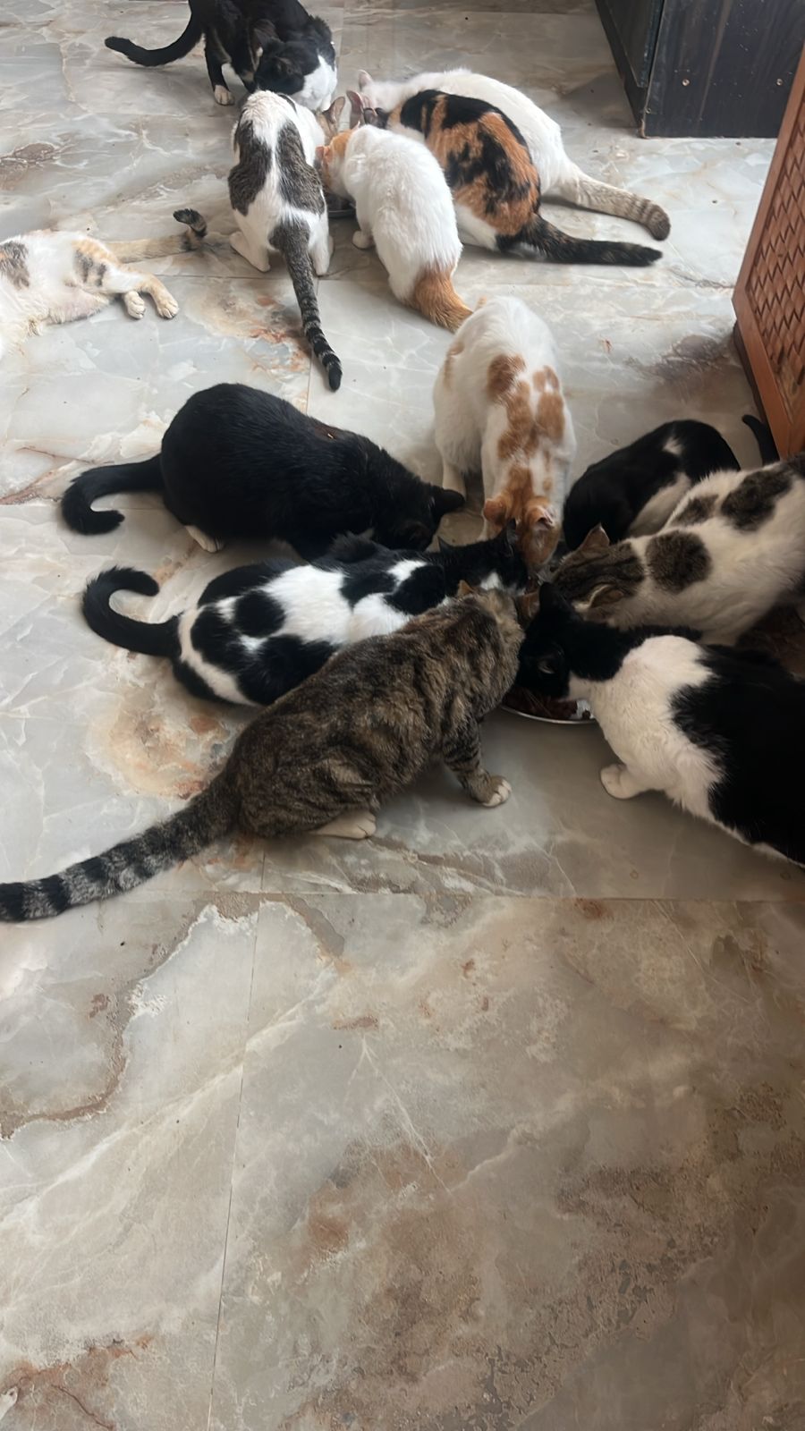 Rainbow Paws Rescue - Supporto per la cura degli animali