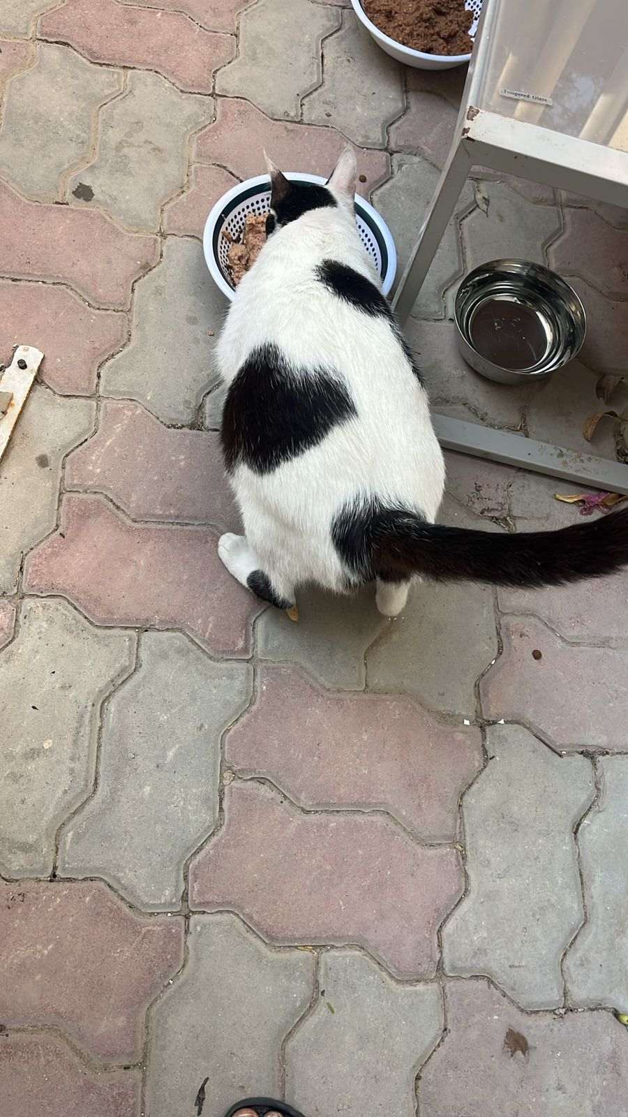 Rainbow Paws Rescue - Supporto per la cura degli animali