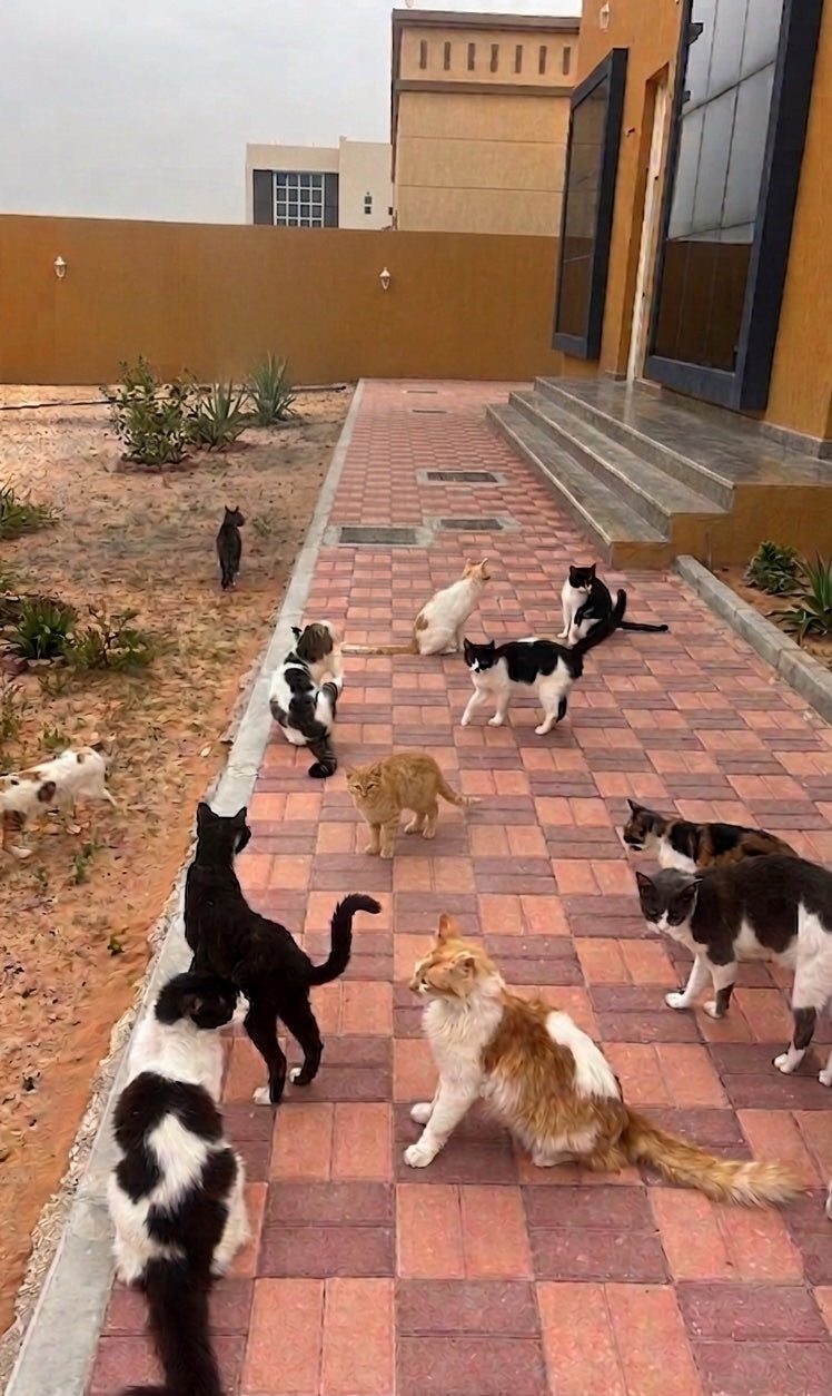 Rainbow Paws Rescue - Supporto per la cura degli animali